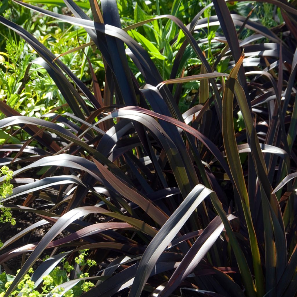 Phormium Platts Black - Lino della Nuova Zelanda