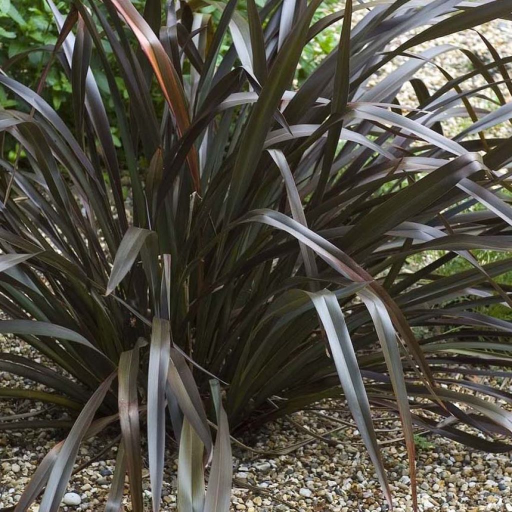 Phormium cookianum Black adder