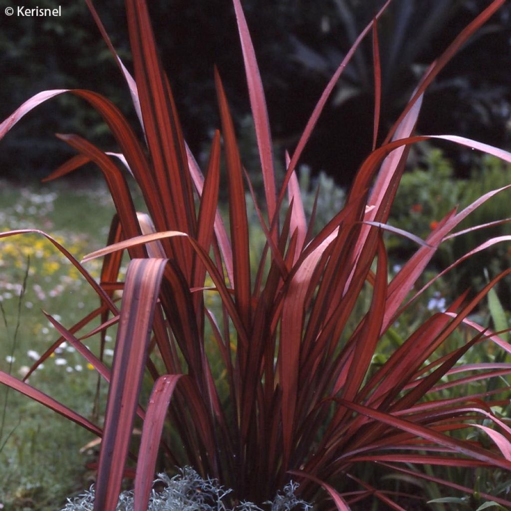 Phormium cookianum Maori Maiden