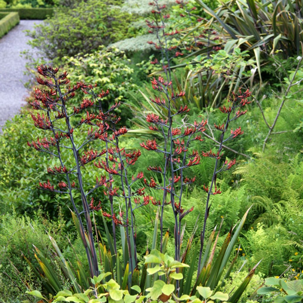 Phormium tenax - Lino della Nuova Zelanda