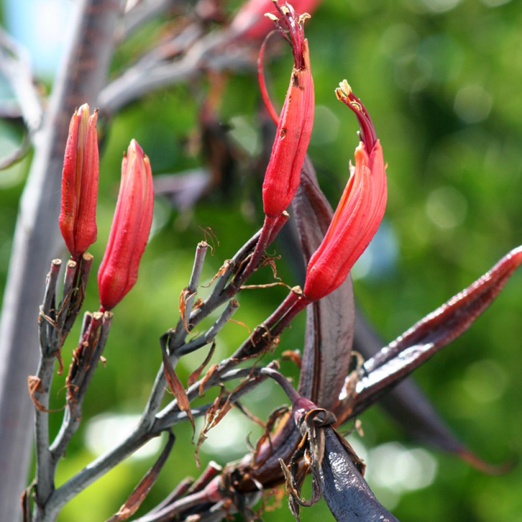 Phormium tenax - Lino della Nuova Zelanda