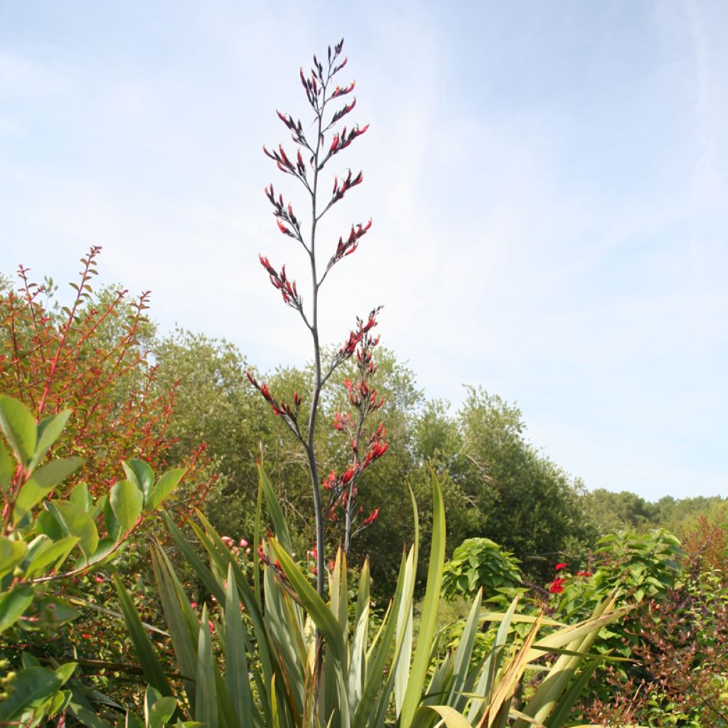 Phormium tenax - Lino della Nuova Zelanda