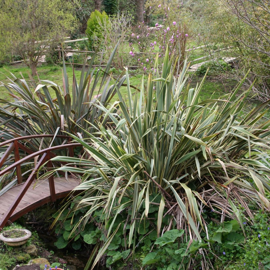 Phormium tenax - Lino della Nuova Zelanda