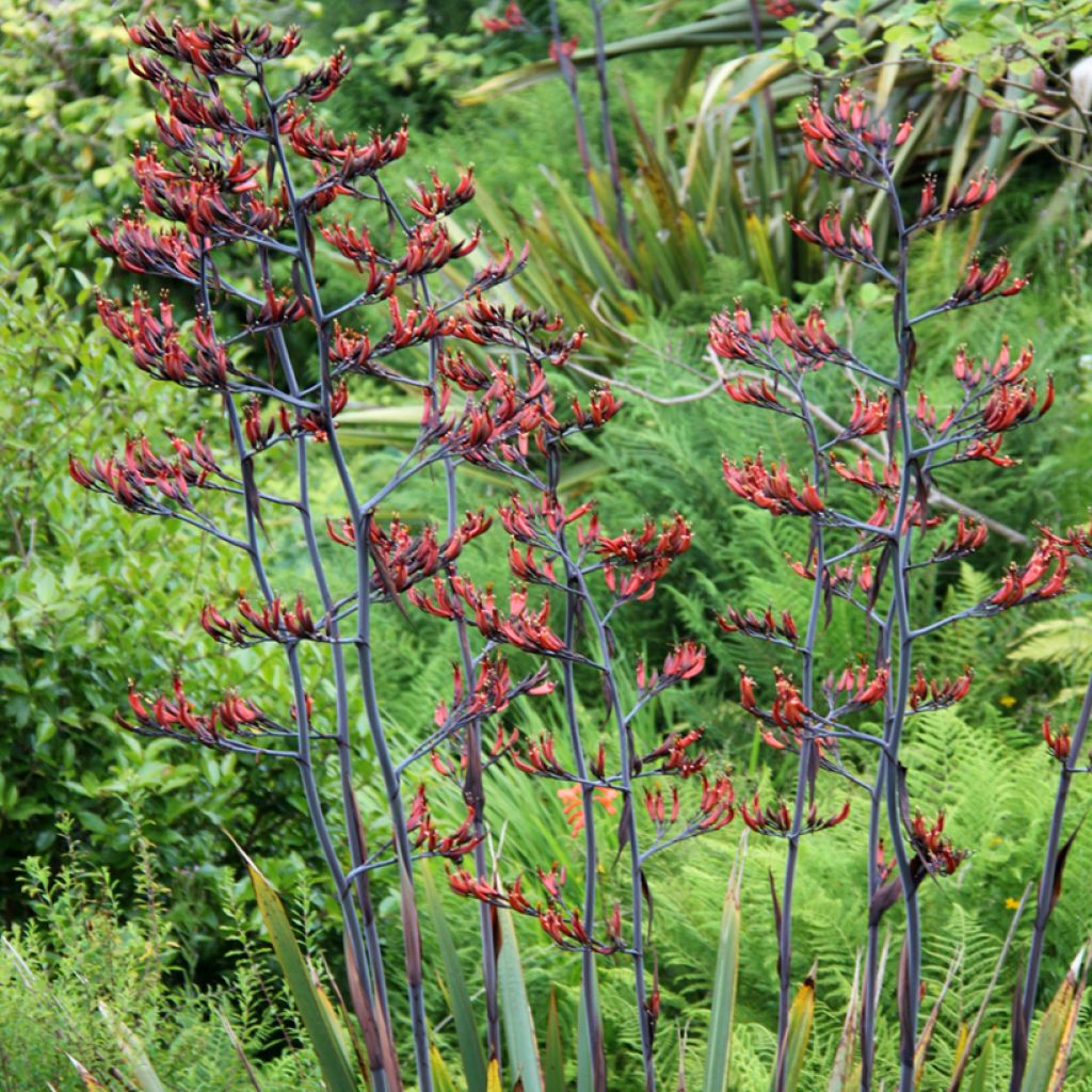 Phormium tenax - Lino della Nuova Zelanda