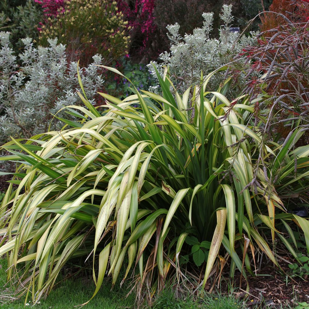 Phormium Yellow Wave - Lino della Nuova Zelanda