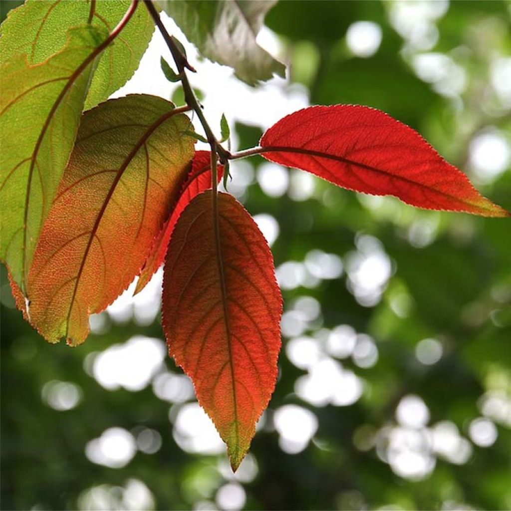 Photinia beauverdiana var. notabilis