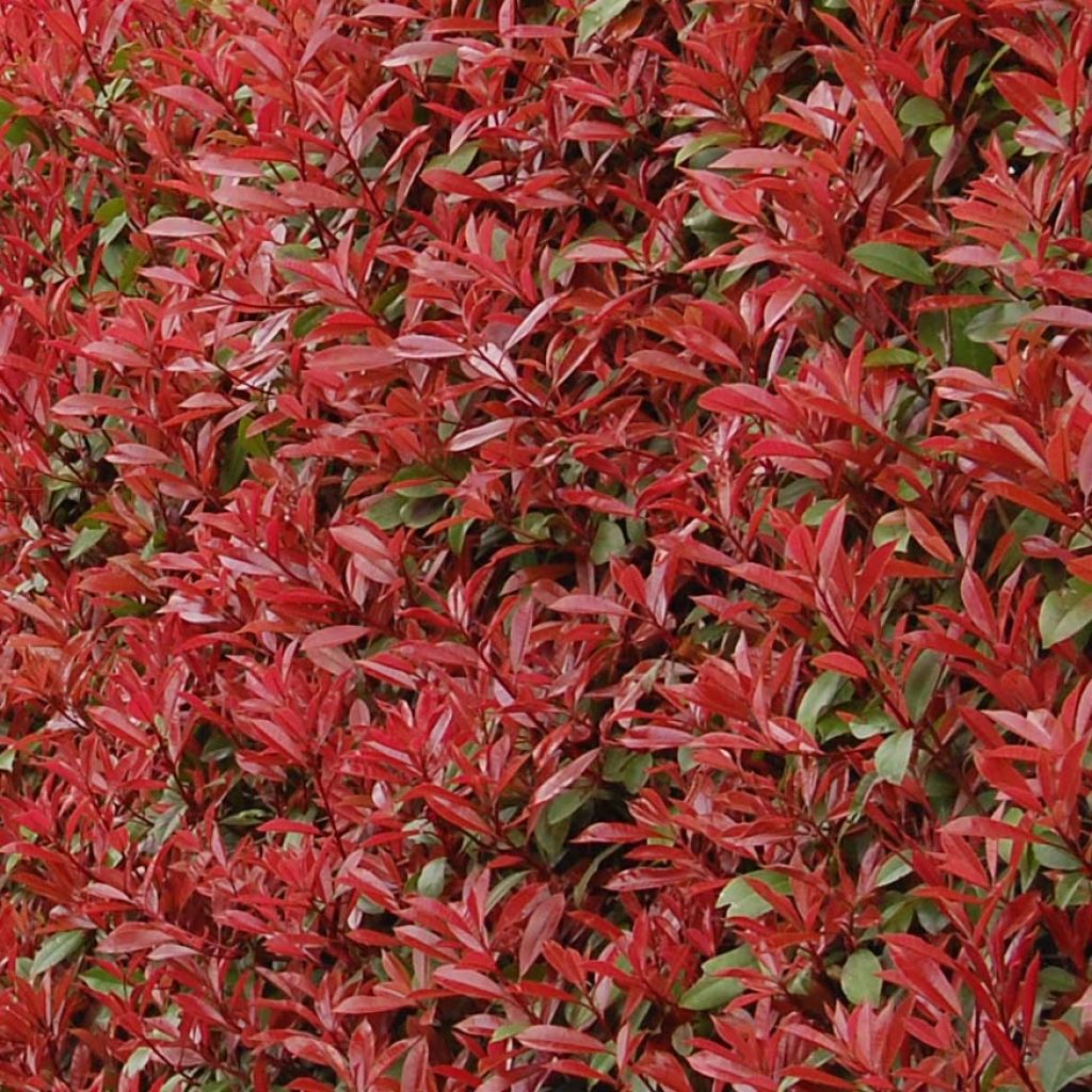 Photinia fraseri Carré Rouge 30/40cm en pot de 3.5L