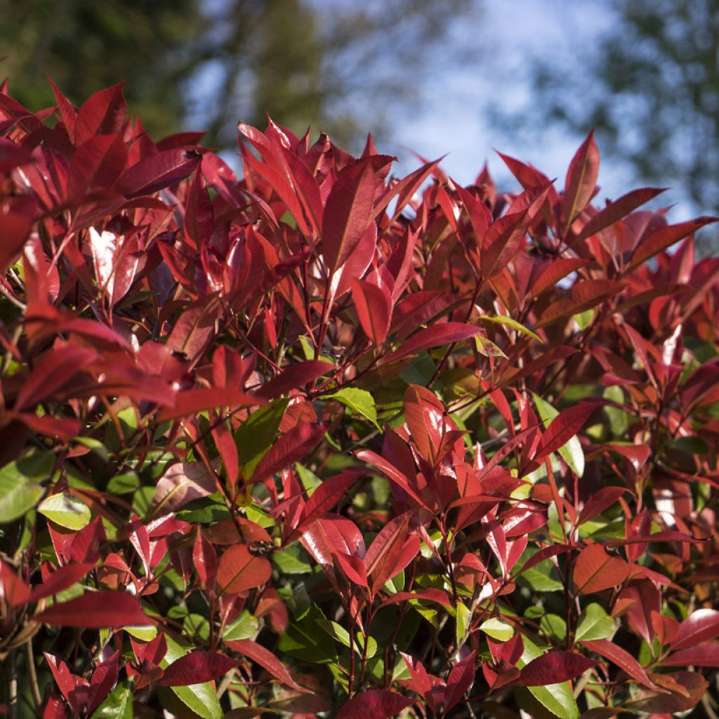 Photinia fraseri Devil's Dream