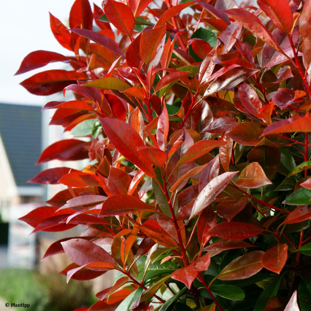 Photinia fraseri Red Light