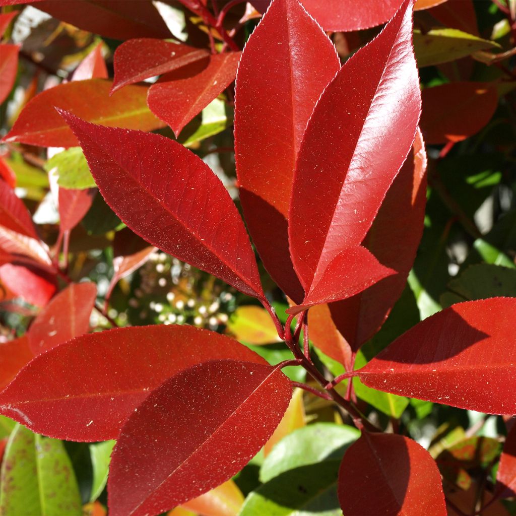 Photinia x fraseri Dynamo Red