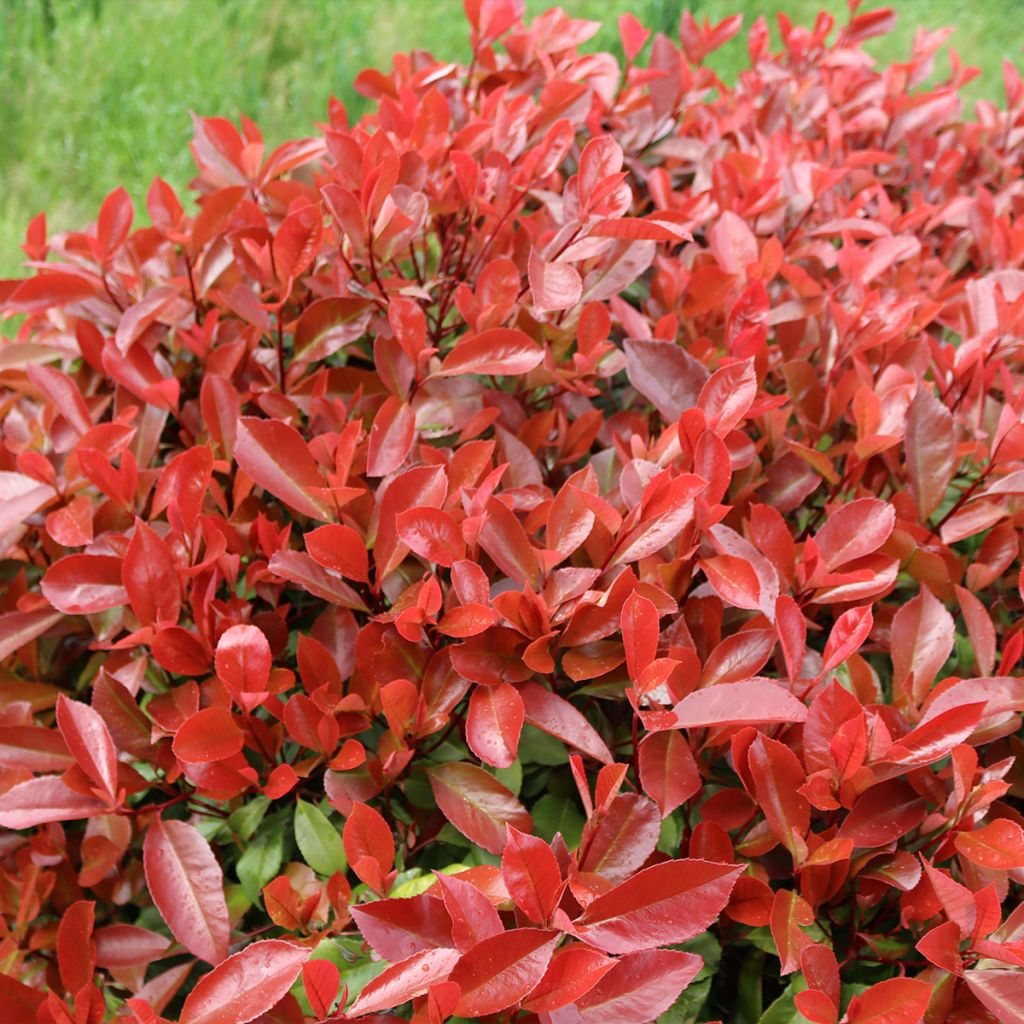 Photinia x fraseri Dynamo Red