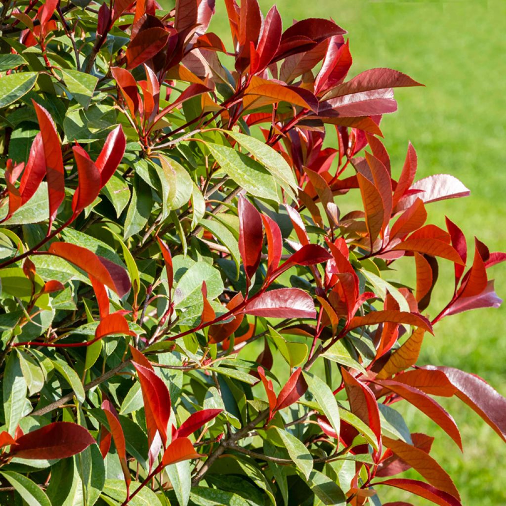 Photinia x fraseri Nana - Photinia nain