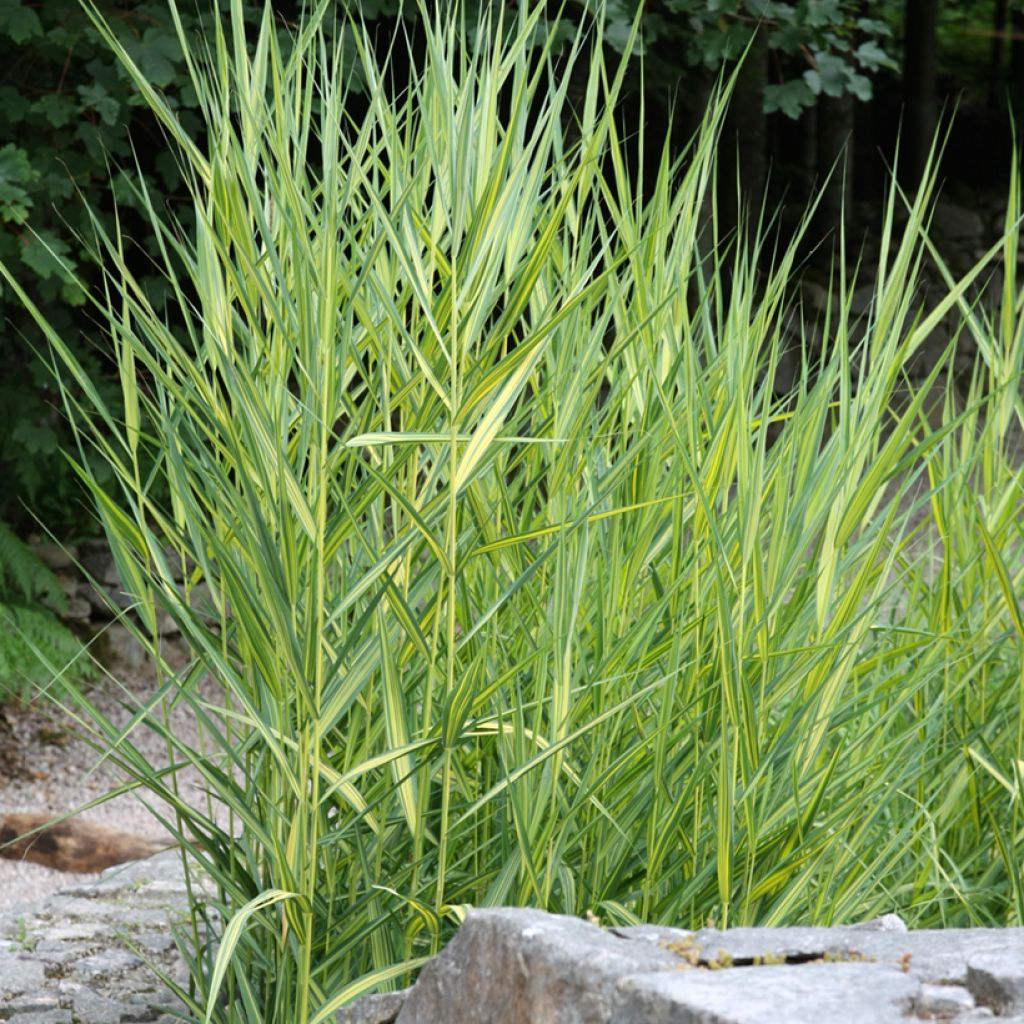 Phragmites australis Variegatus - Cannuccia di palude variegata