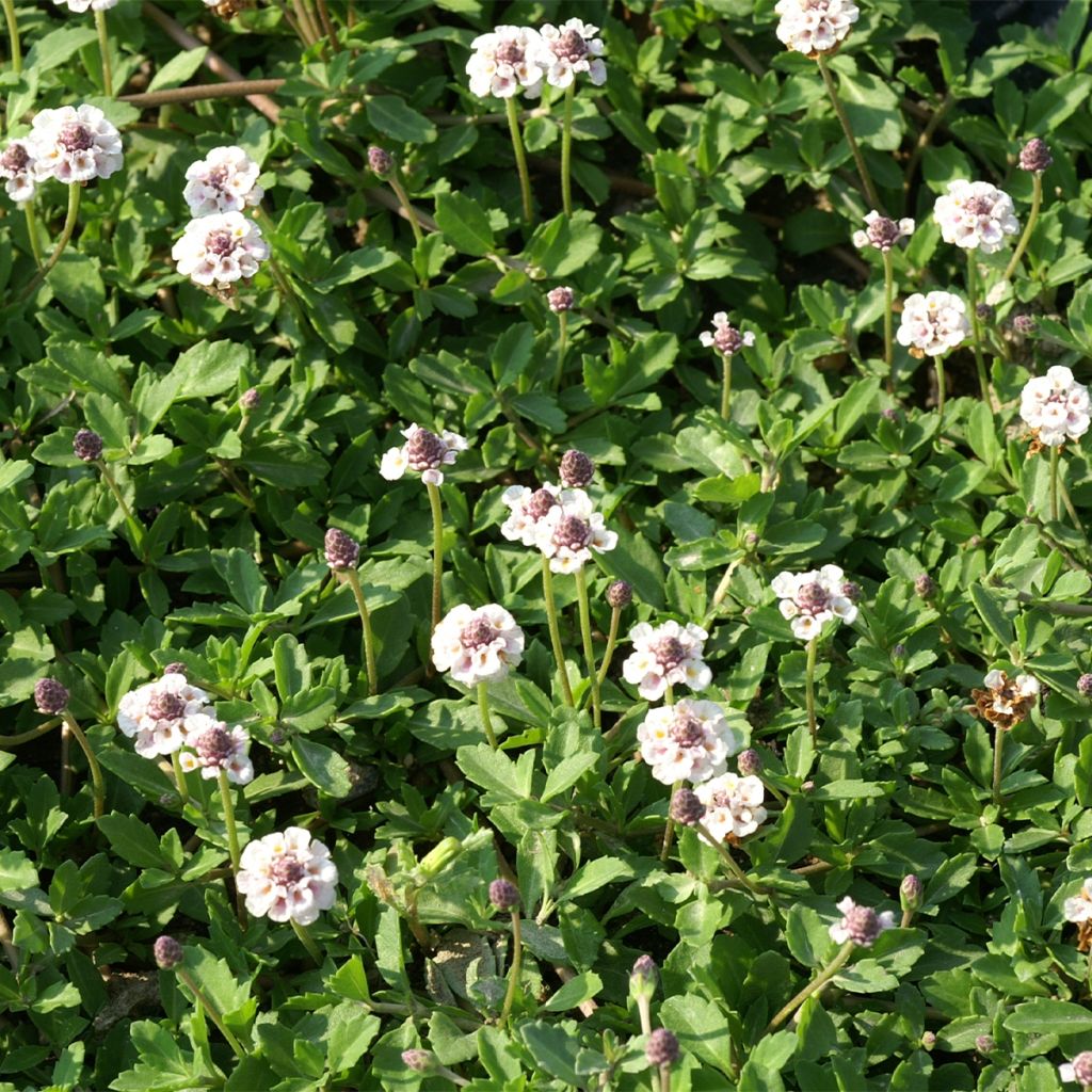 Phyla nodiflora var. canescens - Erba Luigia americana