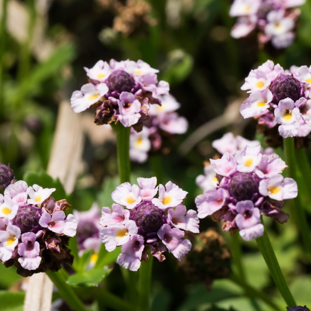 Phyla nodiflora var. canescens - Erba Luigia americana