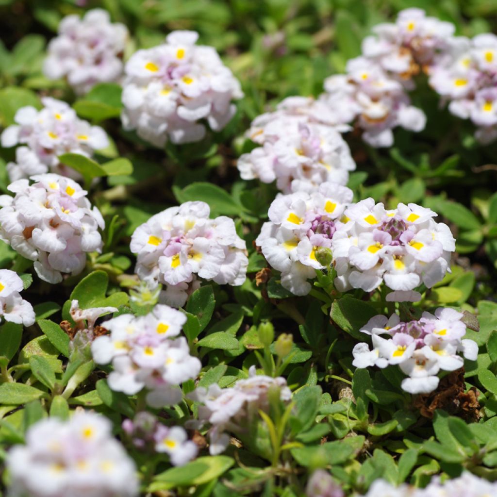 Phyla nodiflora var. canescens - Erba Luigia americana