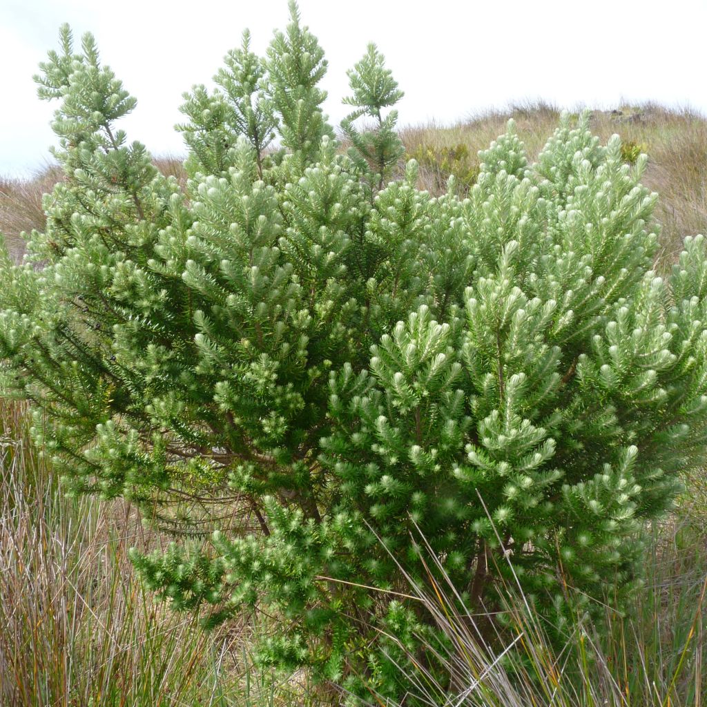 Phylica arborea