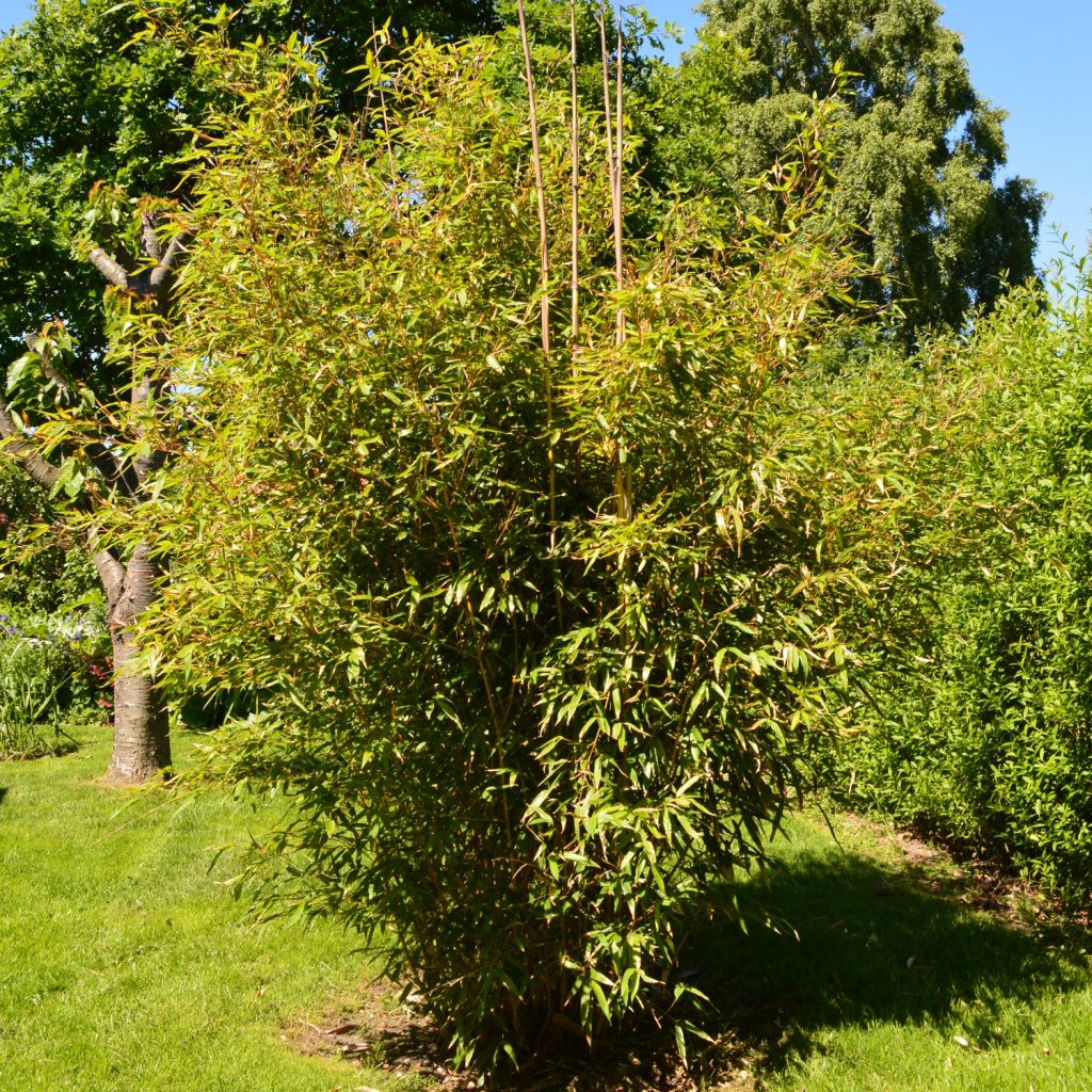 Phyllostachys aureosulcata Aureocaulis - Bambù aureosulcato