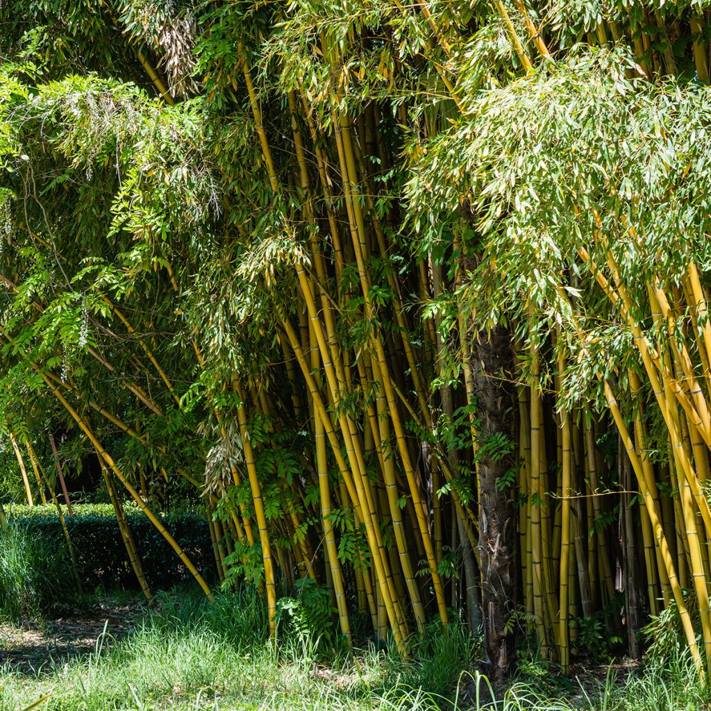 Phyllostachys aureosulcata - Bambù aureosulcato