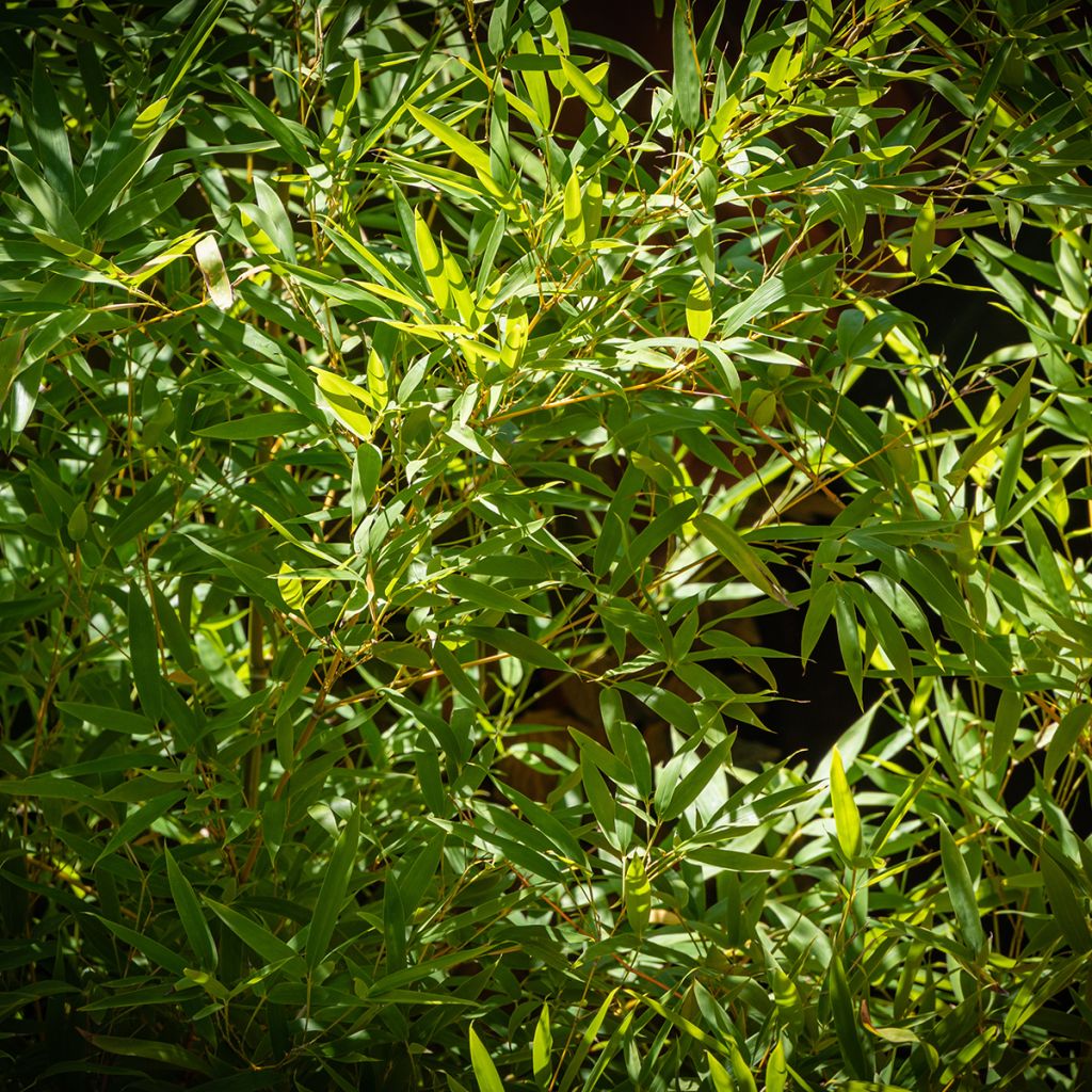 Phyllostachys aureosulcata - Bambù aureosulcato