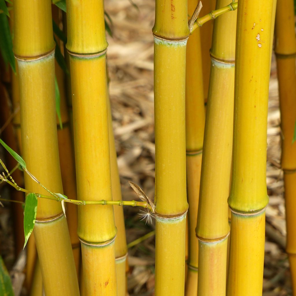 Phyllostachys aureosulcata - Bambù aureosulcato