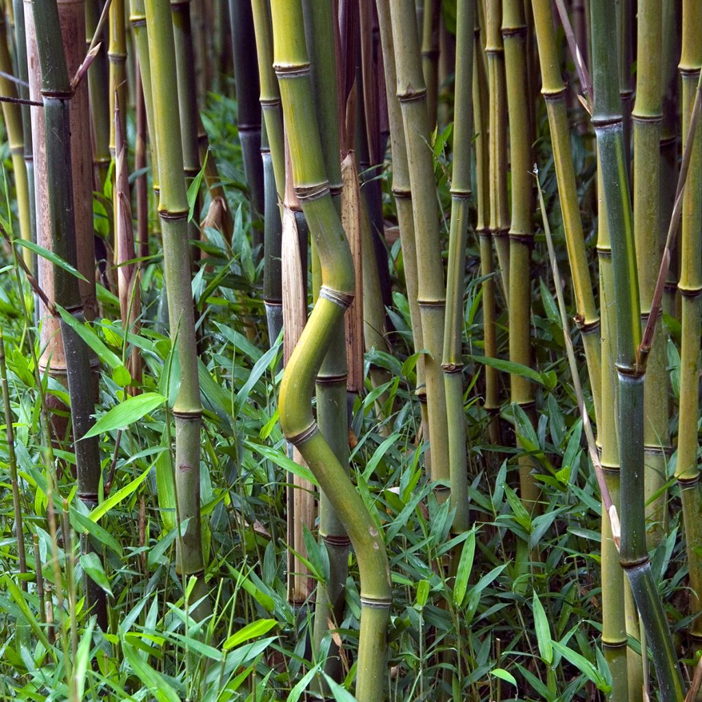 Phyllostachys aureosulcata - Bambù aureosulcato