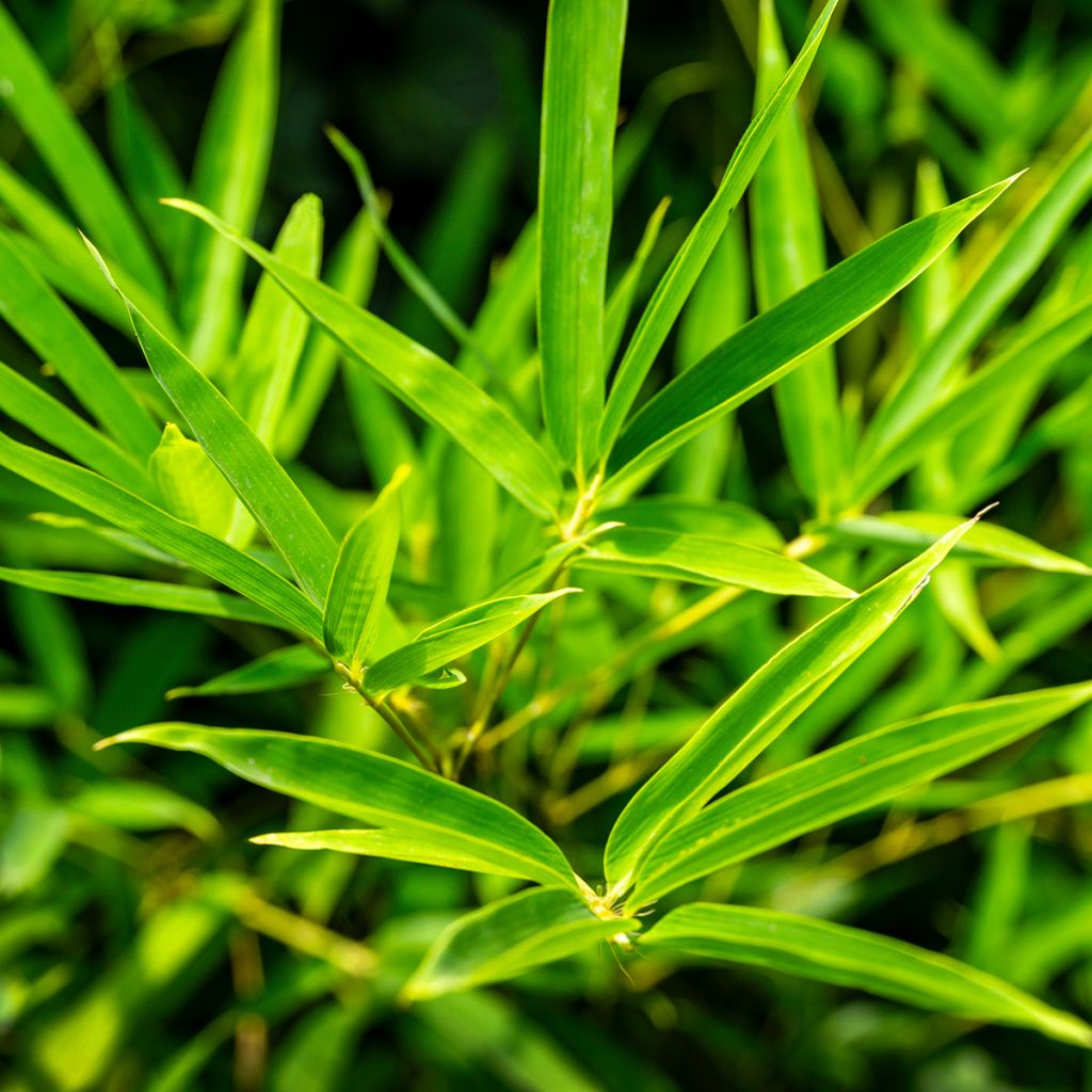 Phyllostachys aureosulcata - Bambù aureosulcato