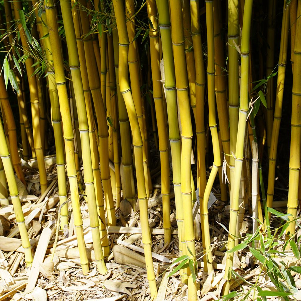 Phyllostachys aureosulcata - Bambù aureosulcato