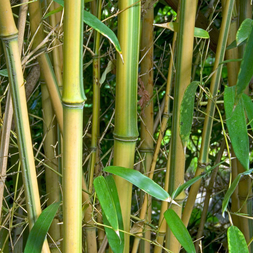 Phyllostachys aureosulcata Spectabilis - Bambù aureosulcato