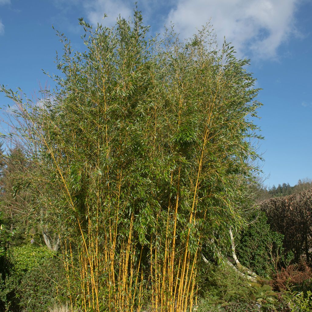 Phyllostachys aureosulcata Spectabilis - Bambù aureosulcato