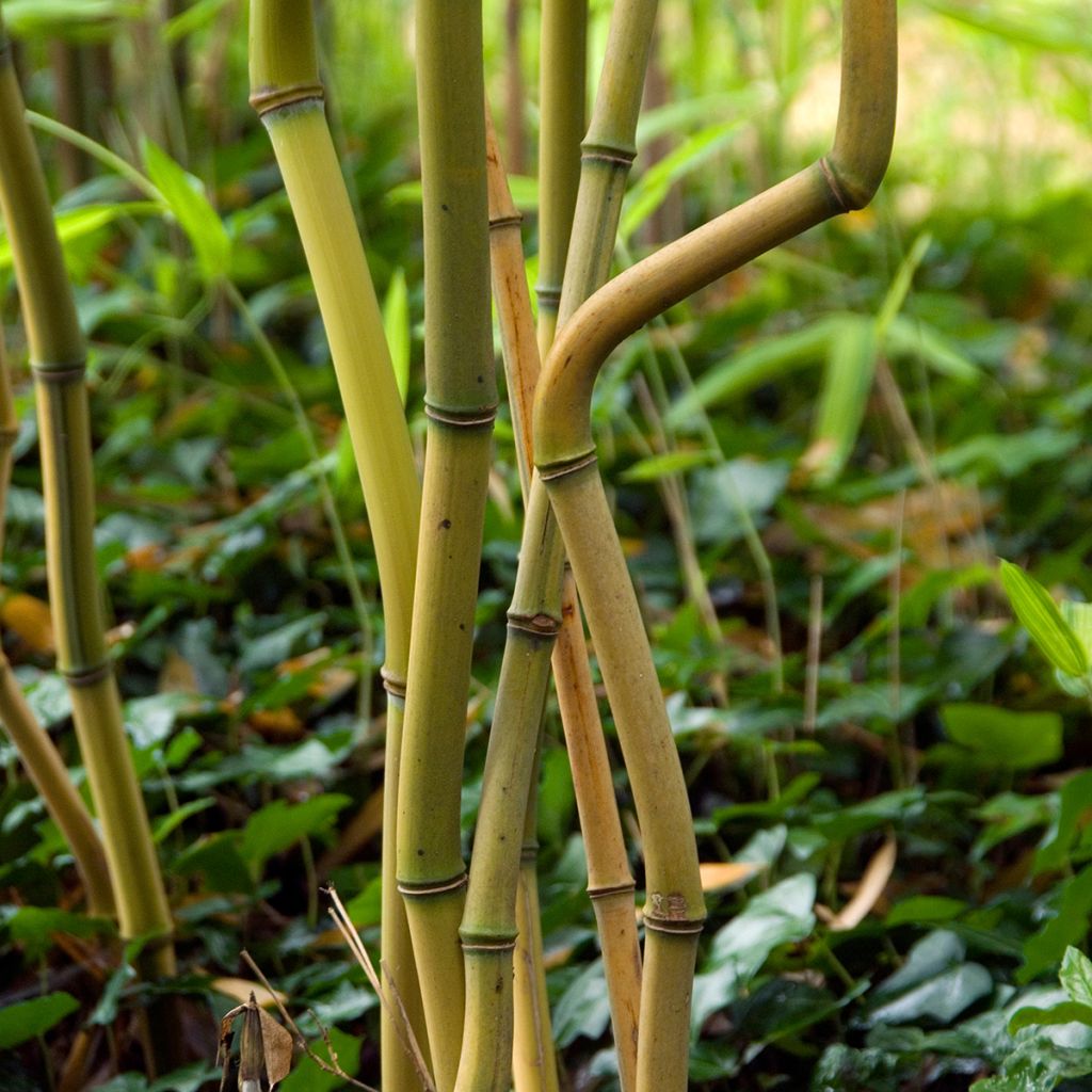 Phyllostachys aureosulcata Spectabilis - Bambù aureosulcato