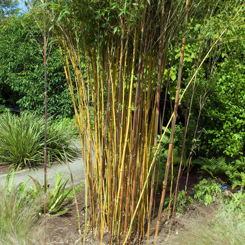 Phyllostachys aureosulcata Spectabilis - Bambù aureosulcato