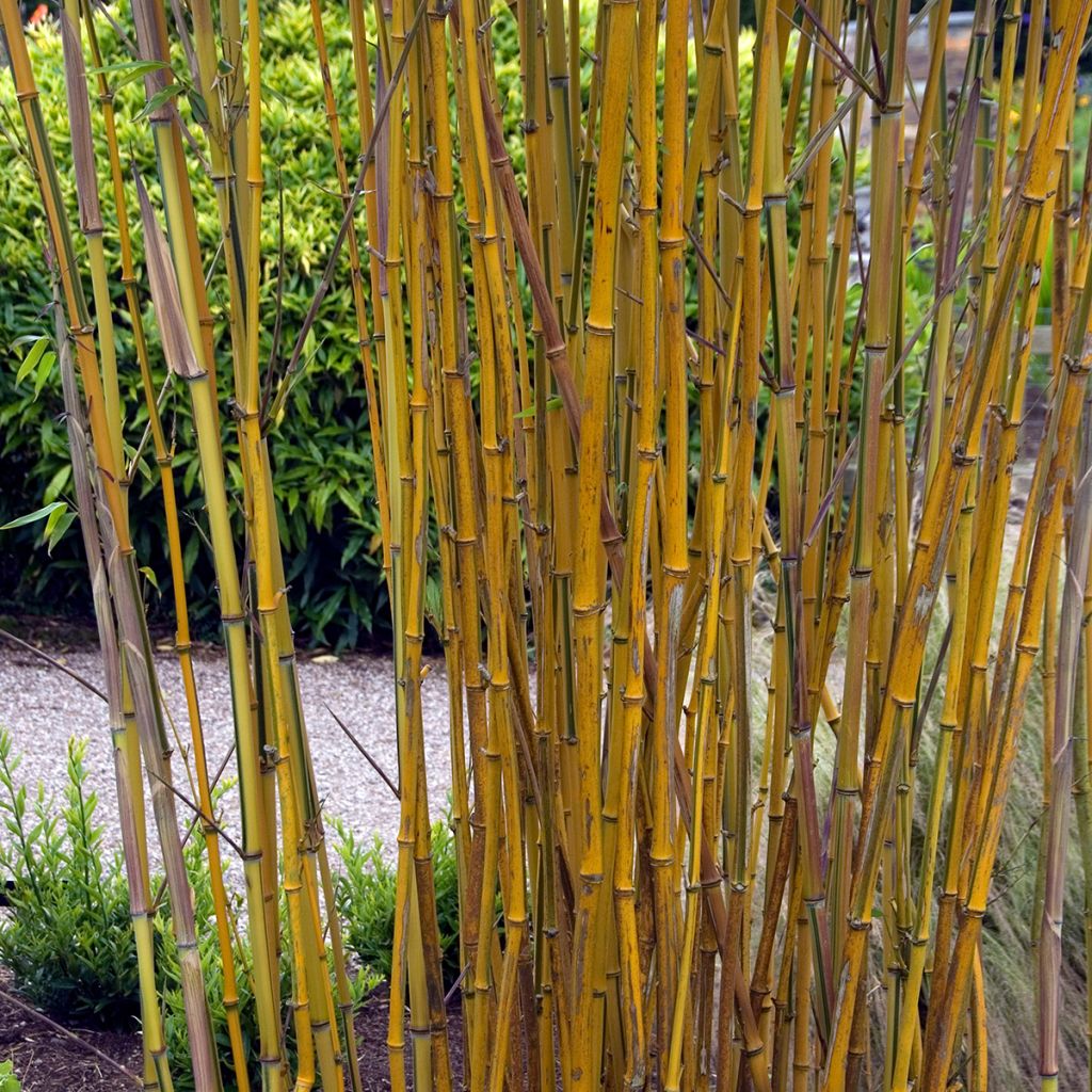 Phyllostachys aureosulcata Spectabilis - Bambù aureosulcato