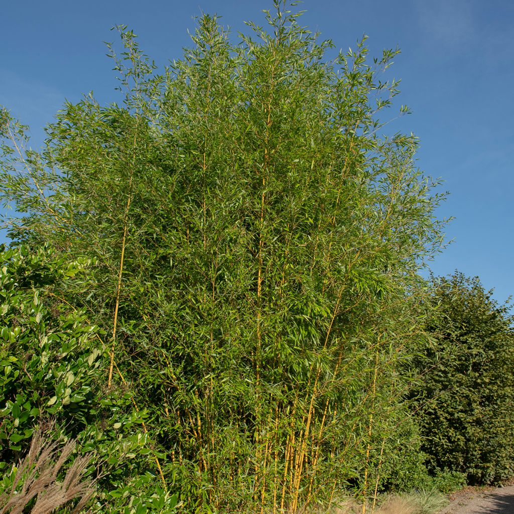 Phyllostachys aureosulcata Spectabilis - Bambù aureosulcato