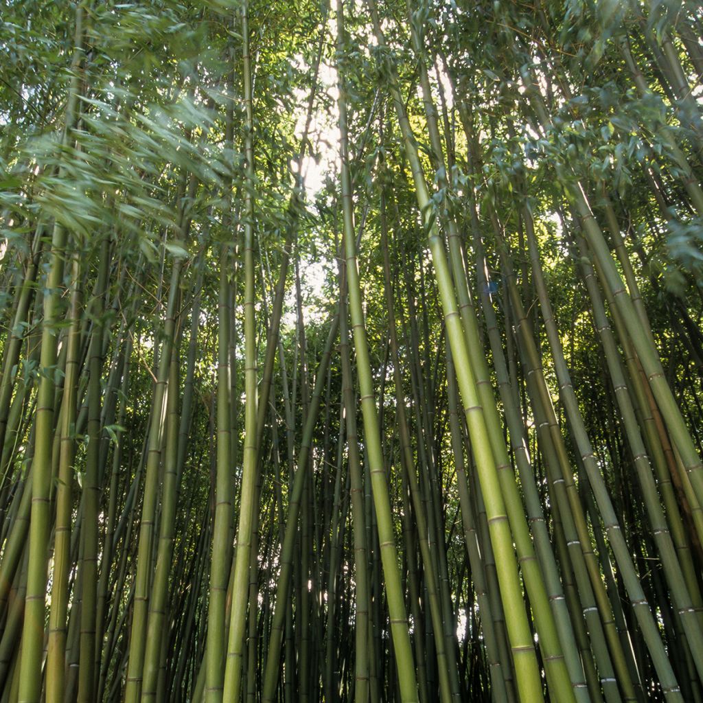 Phyllostachys bambusoides Castilloni Inversa - Madake