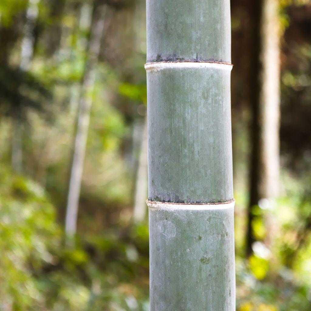 Phyllostachys edulis (= pubescens) - Bambou géant