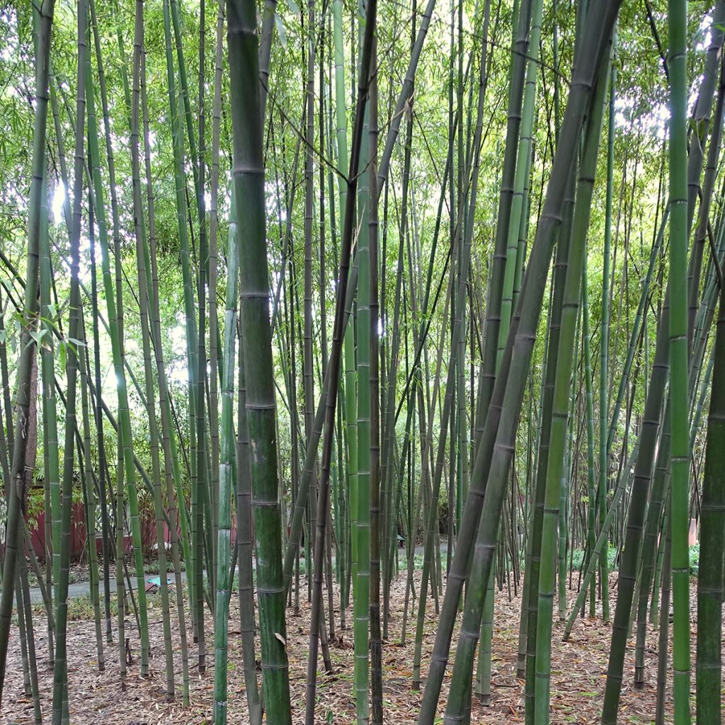 Phyllostachys glauca - Bambù blu