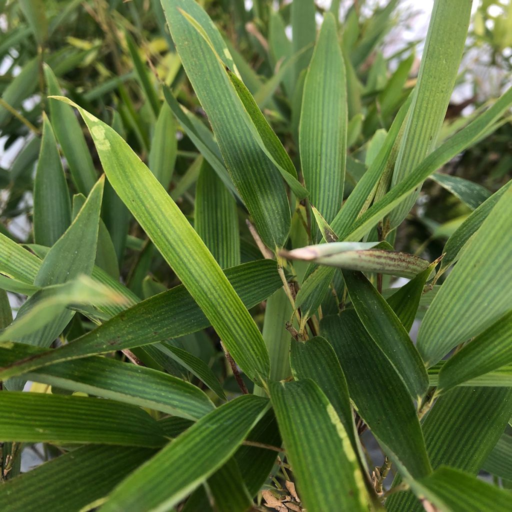 Phyllostachys heteroclada - Bambou en écailles de poisson