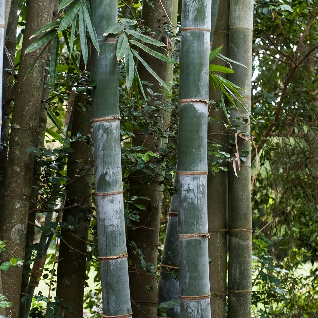 Phyllostachys nigra Henonis - Bambù nero