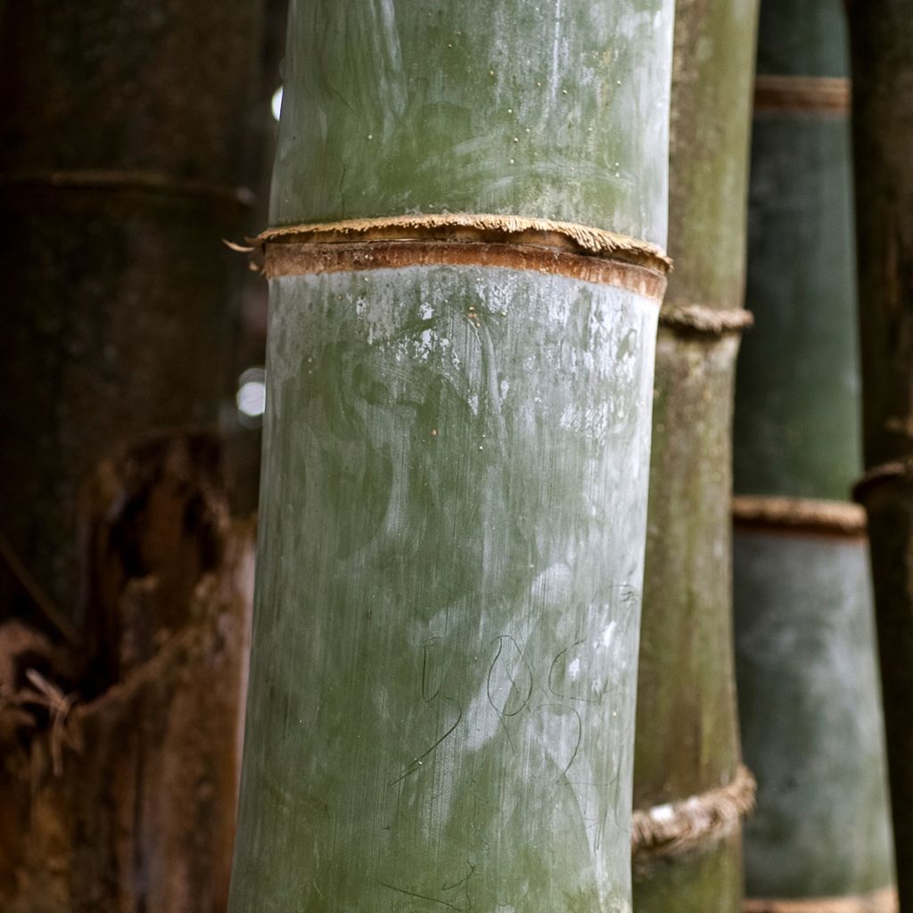 Phyllostachys nigra Henonis - Bambù nero