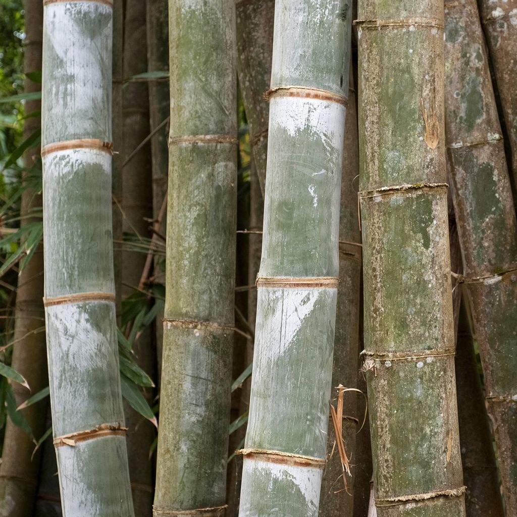 Phyllostachys nigra Henonis - Bambù nero