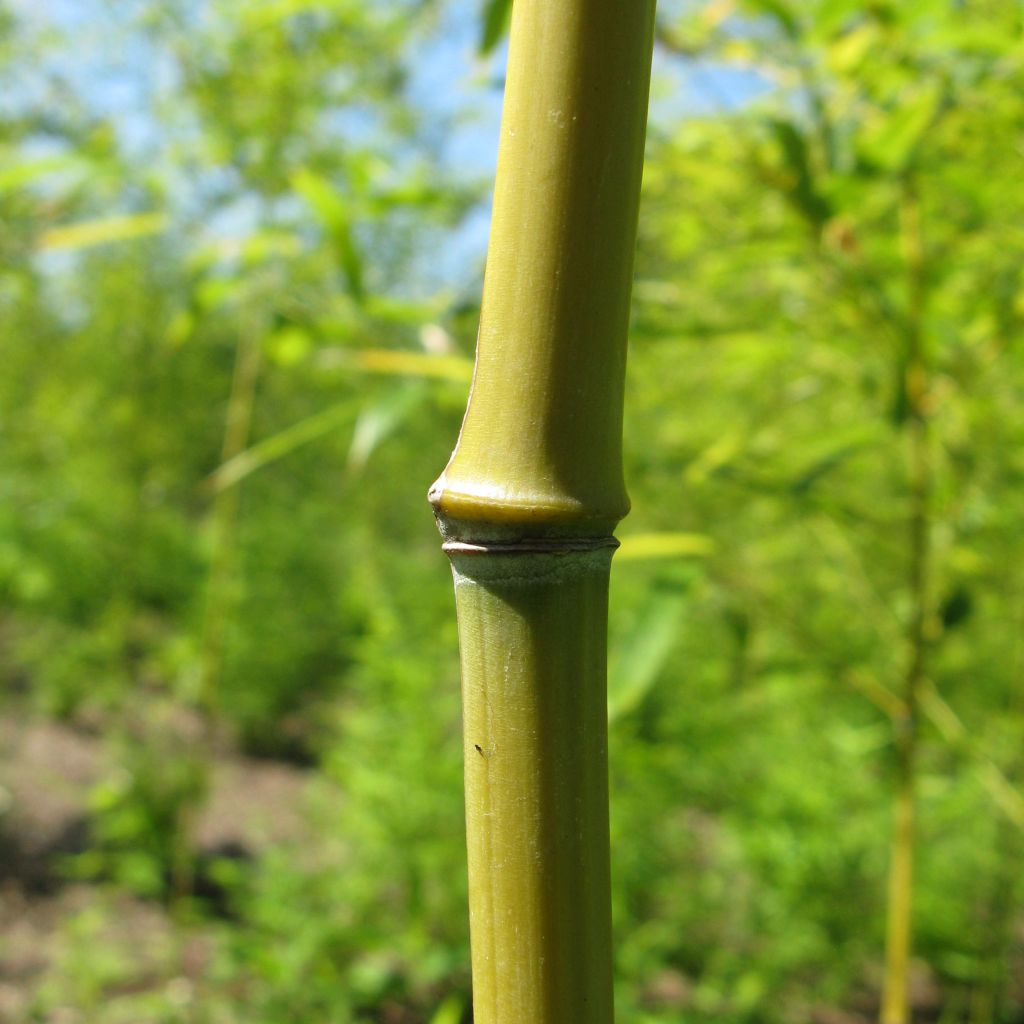 Phyllostachys nigra henonis - Bambou géant