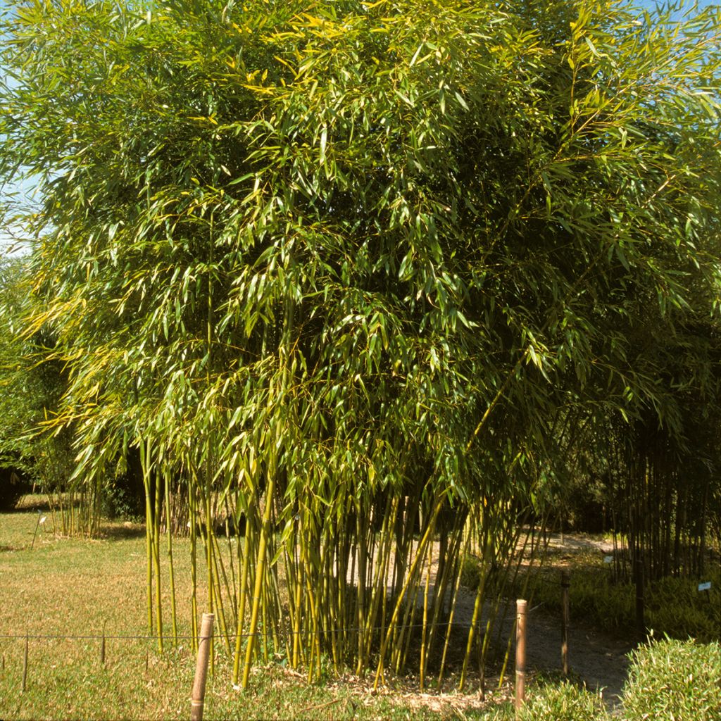 Phyllostachys viridiglaucescens - Bambù gigante