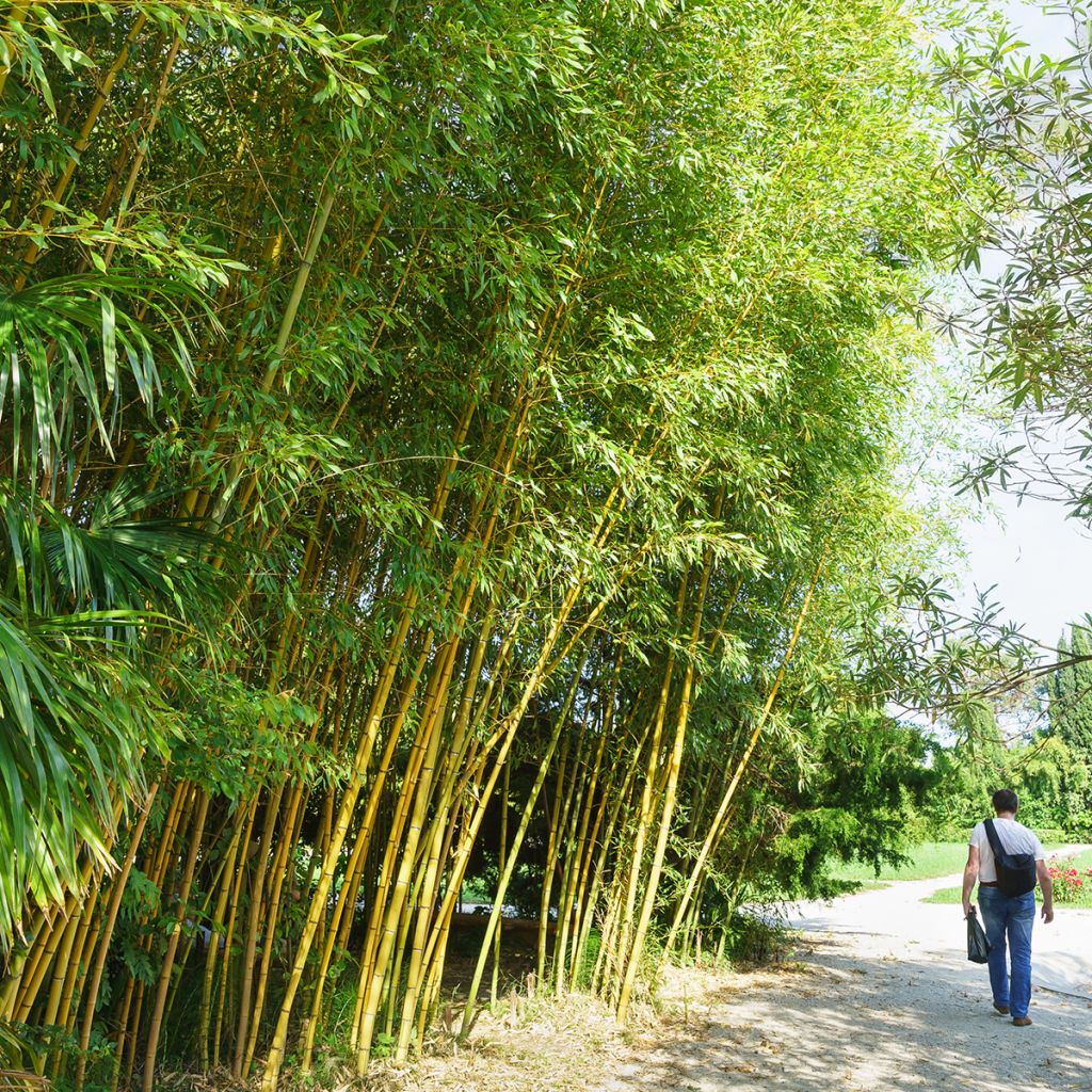 Phyllostachys viridiglaucescens - Bambù gigante