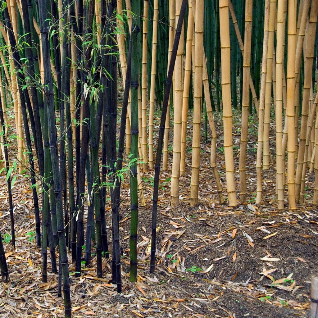 Phyllostachys viridiglaucescens - Bambù gigante