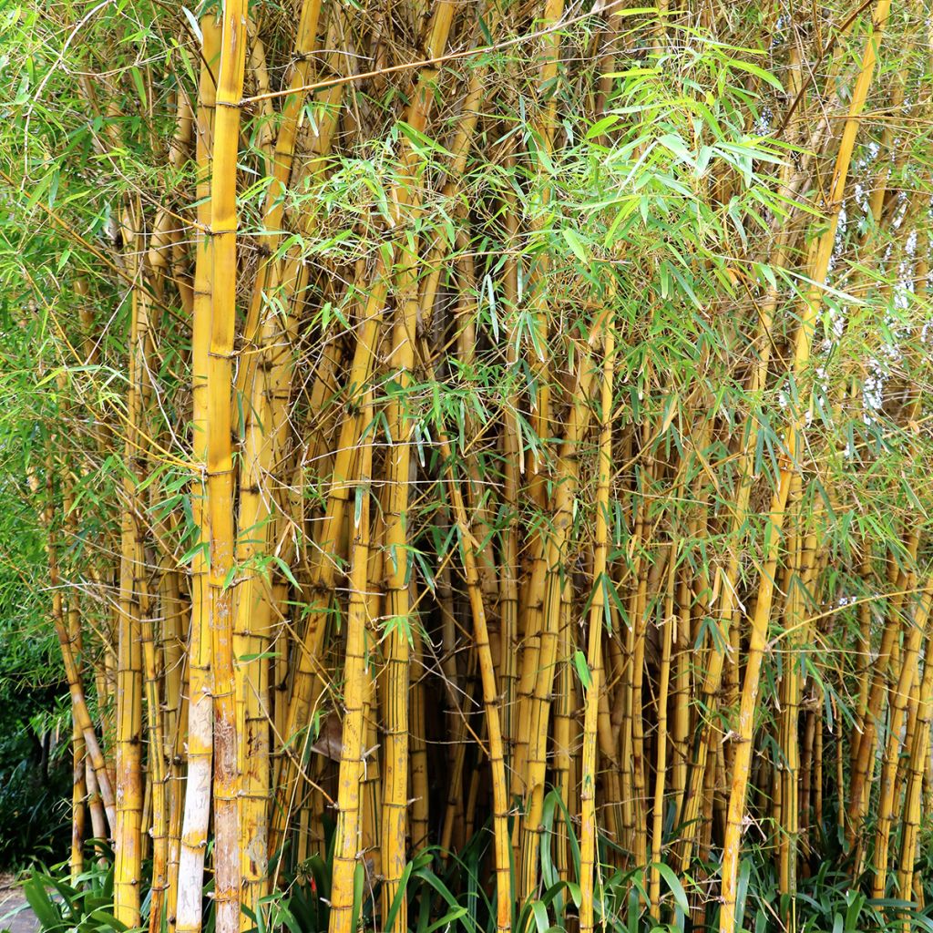 Phyllostachys vivax Aureocaulis - Bambù gigante d'Avorio