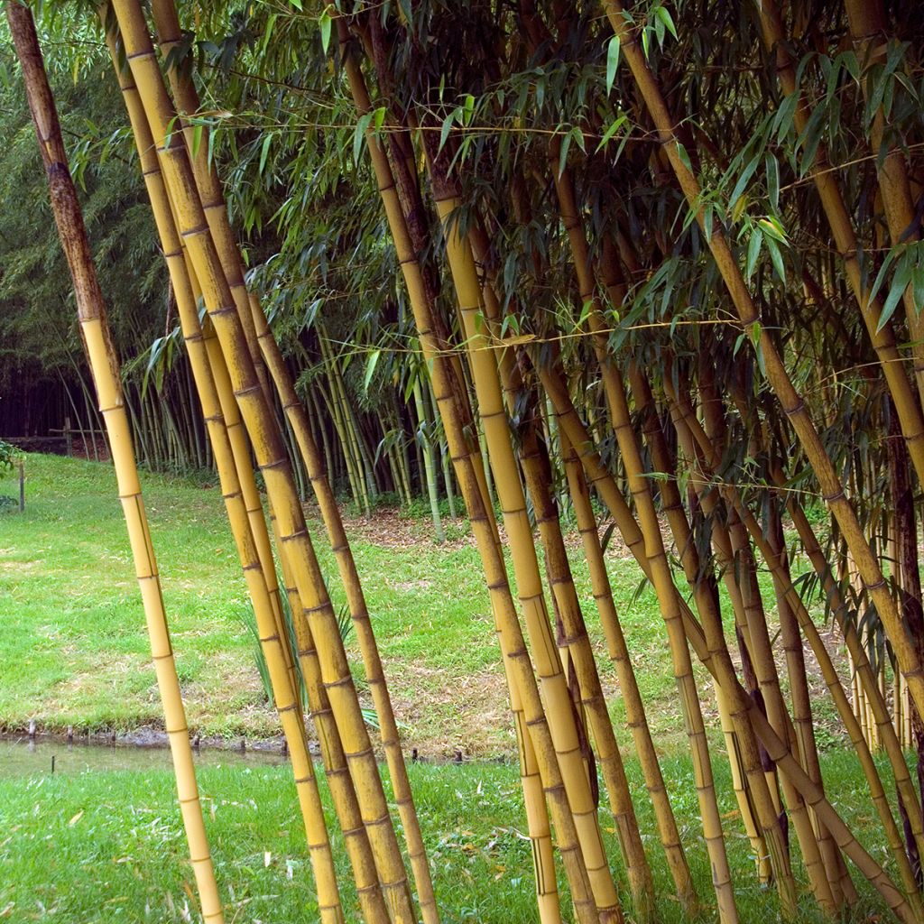 Phyllostachys vivax Aureocaulis - Bambù gigante d'Avorio