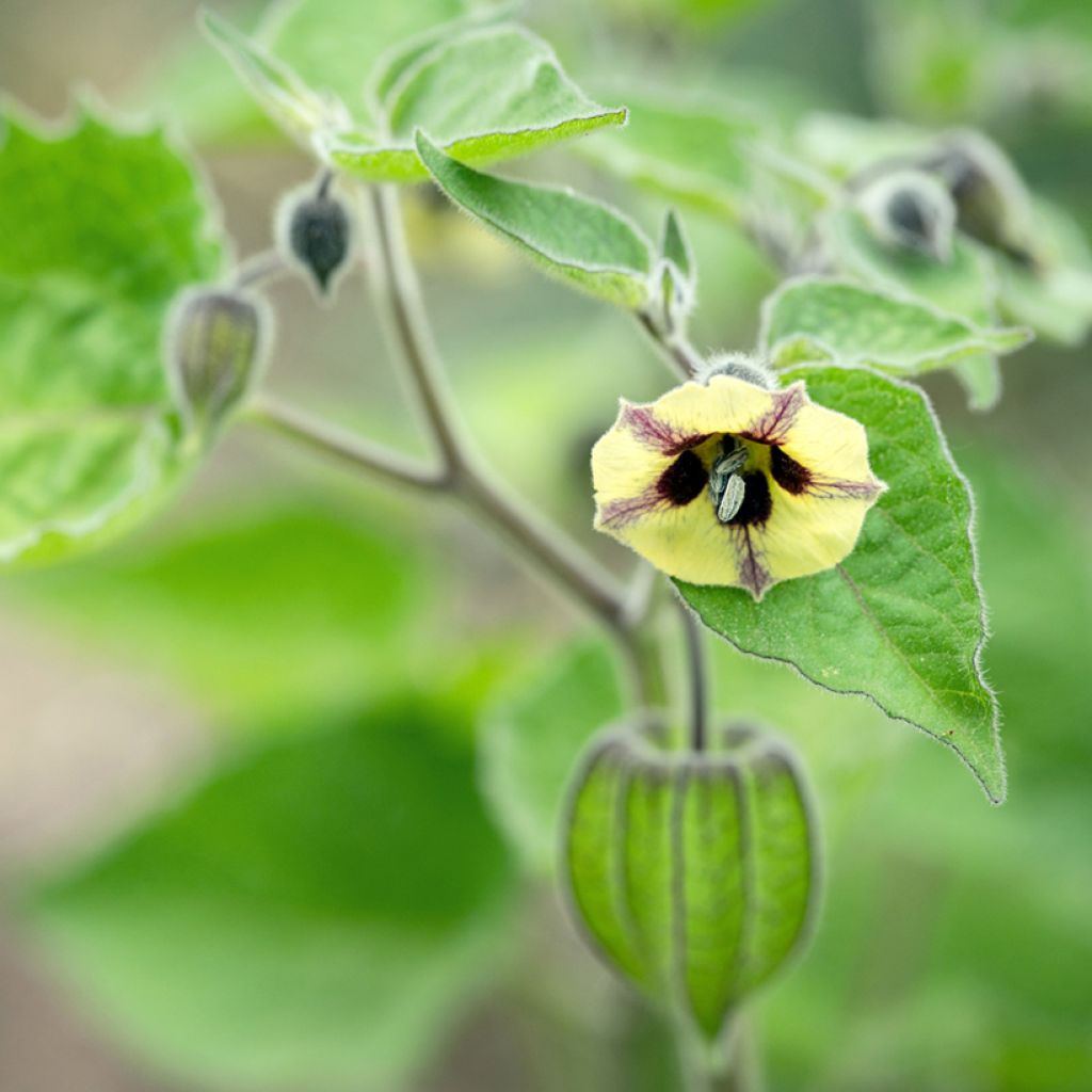 Physalis peruviana - Alchechengio del Perù