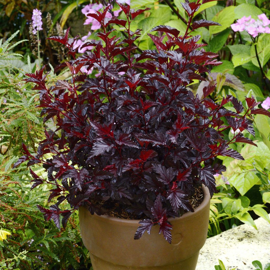 Physocarpus opulifolius All Black