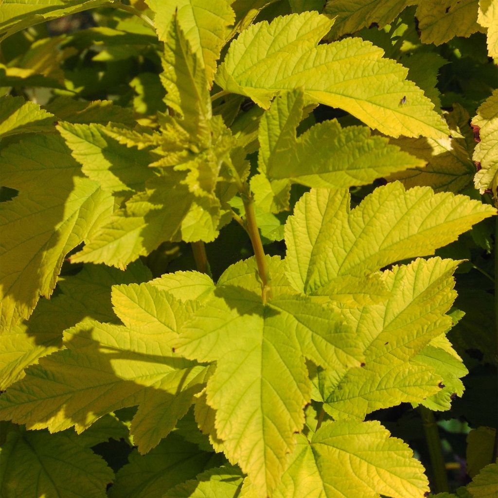 Physocarpus opulifolius Angel Gold (Minange) - Physocarpe à feuilles dorées.